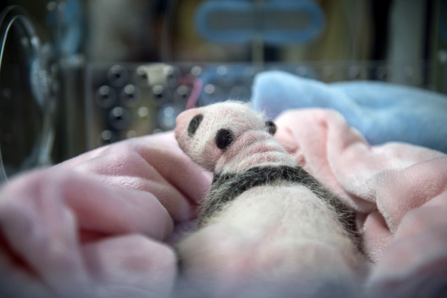 This photograph taken on August 28, 2017, shows a recently born panda cub inside an incubator at The Beauval Zoo in Saint-Aignan-sur-Cher, central France.  Female panda gave birth to twins on August 4, 2017, but one died soon afterwards. Nine-year-old Huan Huan and her male partner Yuan Zi arrived at Beauval zoo in January 2012 on a 10-year loan from China after intense, high-level negotiations between Paris and Beijing. Huan Huan (meaning "happy") and Yuan Zi ("chubby") are the only giant pandas living in France. Nine-year-old Huan Huan and her male partner Yuan Zi arrived at Beauval zoo in January 2012 on a 10-year loan from China after intense negotiations between Paris and Beijing. Breeding pandas is notoriously difficult and this is the first time a cub has been born in France.  / AFP PHOTO / GUILLAUME SOUVANT