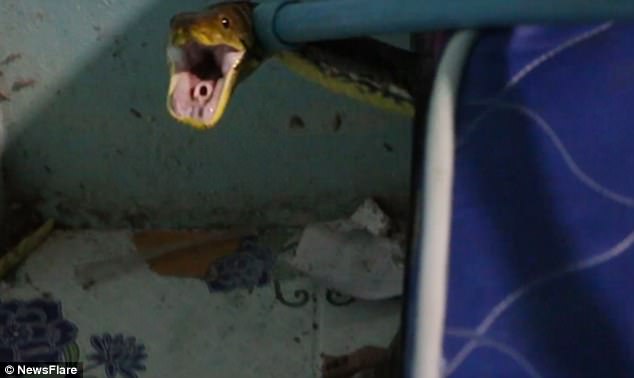 El aterrador momento cuando una madre encuentra una pitón bajo la cama de su hijo (video)