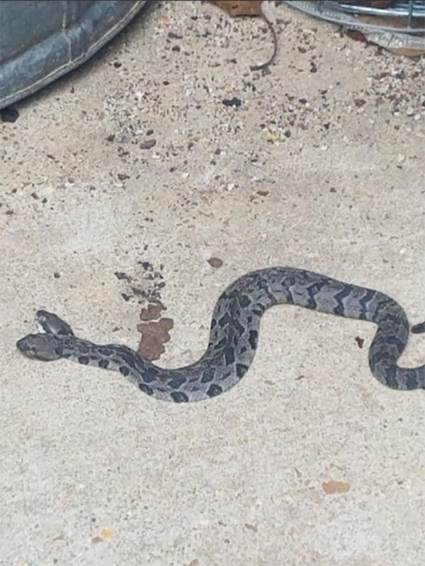 Foto: Una serpiente de dos cabezas fue hallada en Arkansas/ Infobae 