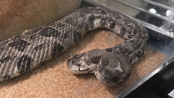 Foto: Una serpiente de dos cabezas fue hallada en Arkansas/ Infobae 