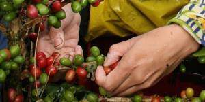 San Alberto, la hacienda que produce el café más premiado de Colombia