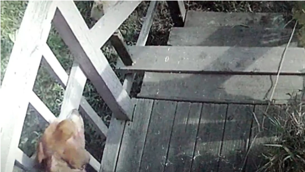 ¡OMG! El brutal ataque de un pitbull a otro perro que estaba encadenado en la puerta de su casa