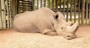 A un paso de la extinción: Sudan, el último rinoceronte blanco del norte