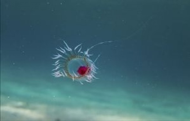 Esta medusa inicia su vida como una pequeña mancha que nace libremente, llamada plánula, que se convierte en una colonia de pólipos y luego, en una medusa. Si es atacada, está expuesta al estrés ambiental, o simplemente se enferma o envejece, puede volver a la etapa de pólipo, formando una nueva colonia de pólipos, lo que la hace inmortal.