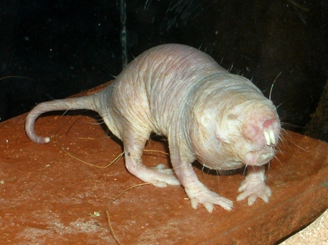 La piel de estos roedores no tiene la sustancia común en los mamíferos responsable de enviar señales de dolor al sistema nervioso central. Como resultado, las ratas topo desnudas no sienten dolor. Esta rata también es conocida por su extremadamente alta resistencia al cáncer.