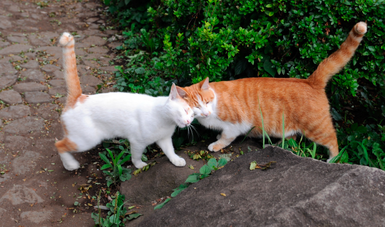 Dos gatos de Nueva York, primeras mascotas con Covid-19 en Estados Unidos