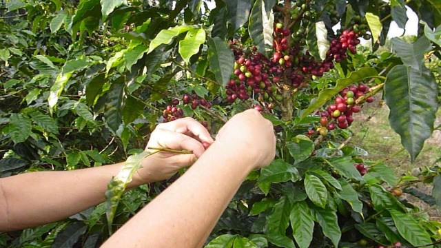 Siembras de café en Colombia. Foto Archivo 