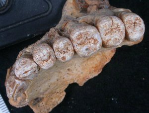 Hallan en Israel los restos más antiguos de humanos modernos fuera de África