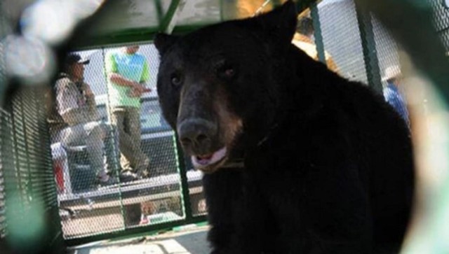 Un oso atacó a un niño de tres años. Los dueños tenían al ejemplar en el patio de su casa como mascota. Foto Infobae