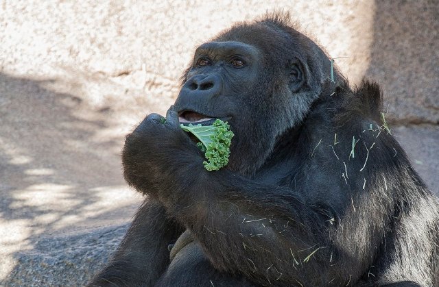 Foto: San Diego Zoo Safari Park / @sdzsafaripark