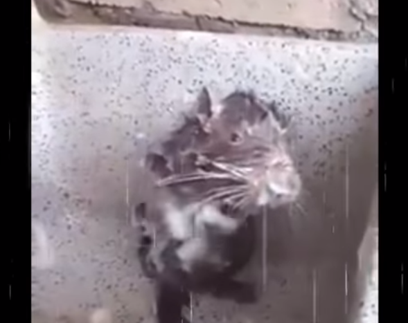 El video viral de la rata que se ducha en realidad esconde un maltrato animal