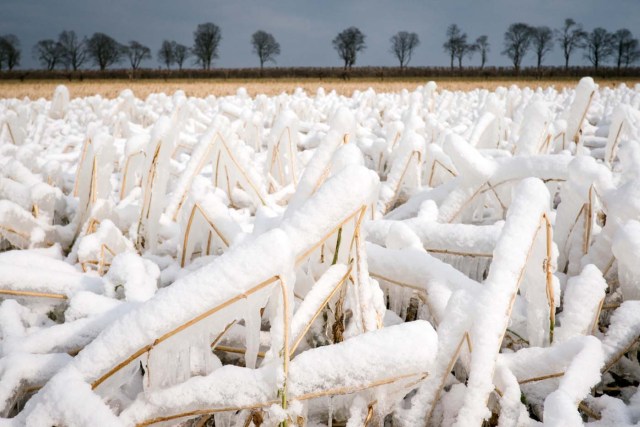 A picture taken on February 28, 2018 shows stalks covered with ice in a field in Edemissen, Germany, as a blast of Siberian weather dubbed the "Beast from the East" kept the mercury far below zero in huge parts of Europe. / AFP PHOTO / dpa / Ole Spata / Germany OUT