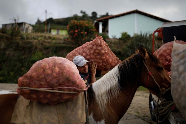 Adrian Pernia moves sacks of potatoes from his horse Pinto to a truck during the harvest at a farm in La Grita, Venezuela January 26, 2018. REUTERS/Carlos Garcia Rawlins SEARCH "LAWLESS ROADS" FOR THIS STORY. SEARCH "WIDER IMAGE" FOR ALL STORIES.?