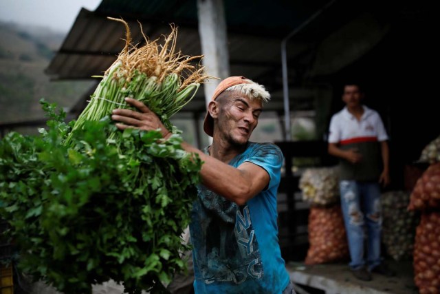 A worker loads bunches of herbs into a truck that transports vegetables to sell in Maturin, in La Grita, Venezuela January 27, 2018. REUTERS/Carlos Garcia Rawlins SEARCH "LAWLESS ROADS" FOR THIS STORY. SEARCH "WIDER IMAGE" FOR ALL STORIES.?
