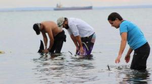 Mueren 21 delfines que quedaron varados tras ser atacados por otros delfines en México
