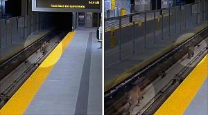¿Te imaginas? Estar en el metro y de repente…. dos pumas aparecen en las vías (FOTO)
