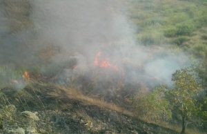 Incendios han afectado 700 hectáreas del Henri Pittier