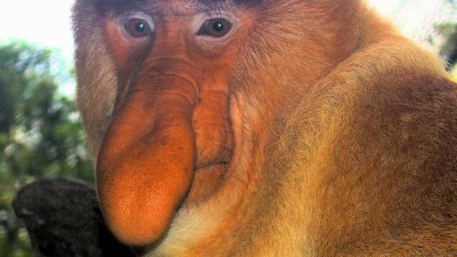 Este mono narigudo tiene garantizado el éxito entre las hembras - Wikipedia