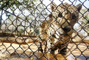 Ministerio Público desmiente cierre técnico del zoológico Metropolitano del Zulia