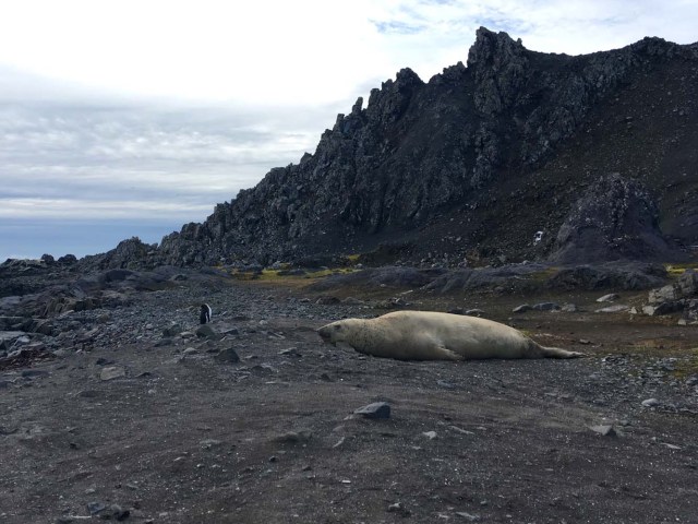 A penguin and a seal rest on a beach on Fildes peninsula, King George Island, Antarctica on February 1, 2018. Glaciers that melt before your eyes, marine species that appear in areas where they previously didn't exist: in Antarctica, climate change already has visible consequences for which scientists are trying to find a response and perhaps solutions for the changes that the rest of the planet can expect. / AFP PHOTO / Mathilde BELLENGER / TO GO WITH STORY BY MATHILDE BELLENGER
