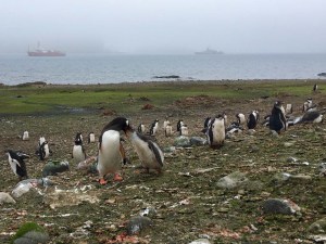 Hallan millones de pingüinos adelaida en el océano Antártico (Fotos)