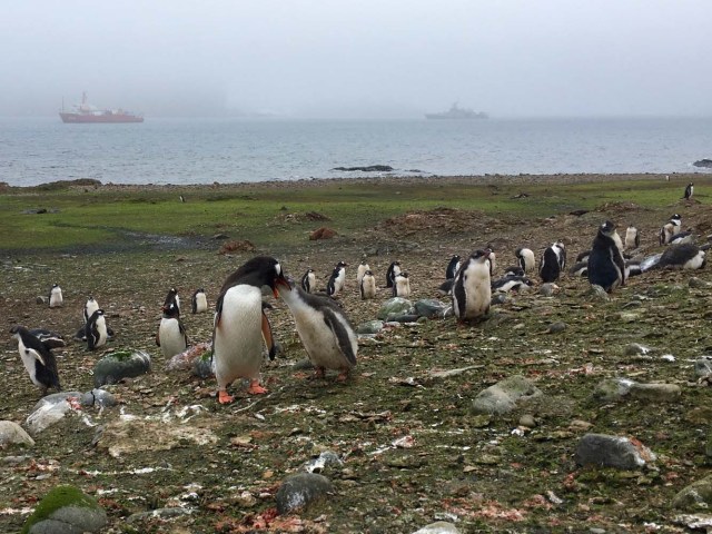 A Gentoo penguin feeds its chick amidst a colony of penguins on Ardley Island, Antarctic, on February 3, 2018. Glaciers that melt before your eyes, marine species that appear in areas where they previously didn't exist: in Antarctica, climate change already has visible consequences for which scientists are trying to find a response and perhaps solutions for the changes that the rest of the planet can expect. / AFP PHOTO / Mathilde BELLENGER