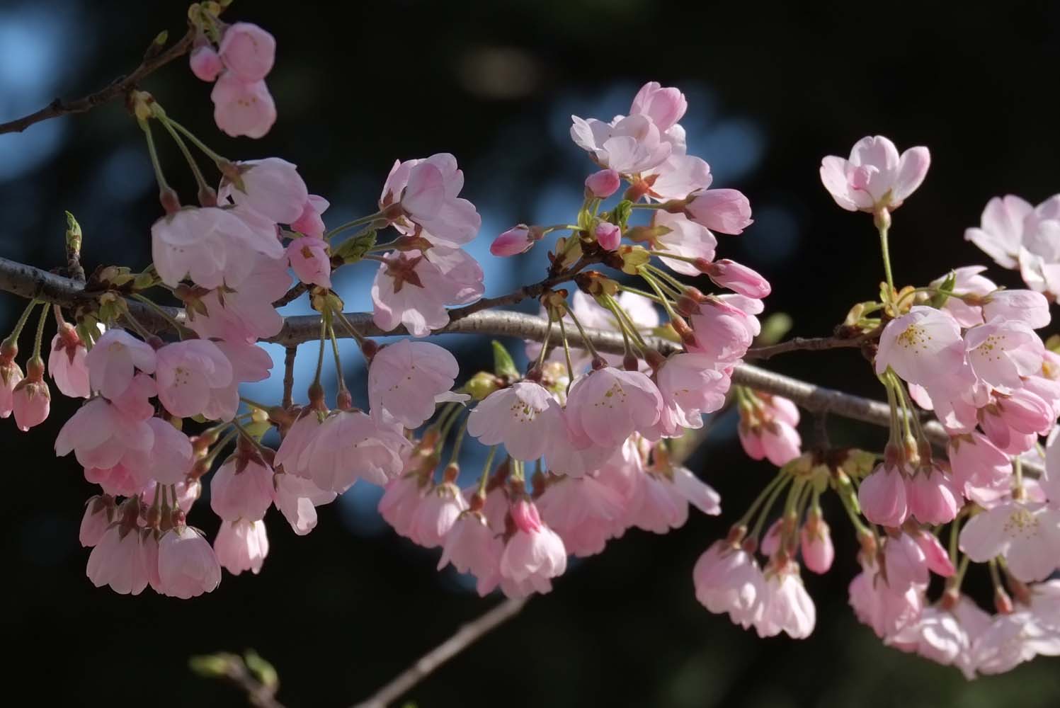 En Tokio, los cerezos en flor marcan la llegada de la primavera (Fotos)