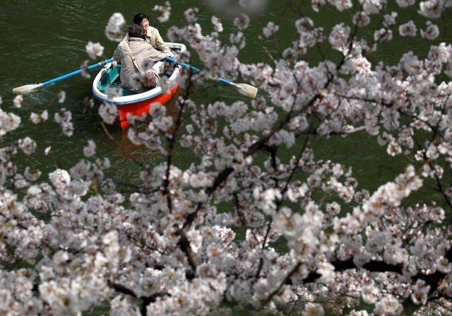Visitors ride a boat in the Chidorigafuchi moat, as they enjoy fully bloomed cherry blossoms, during spring season in Tokyo, Japan March 26, 2018. REUTERS/Issei Kato