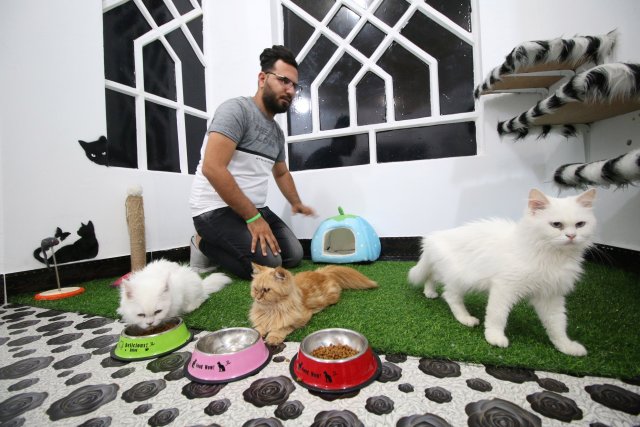 A veterinary medicine student feeds cats in a cat hotel in Basra, Iraq, March 13, 2018. Picture taken March 13, 2018. REUTERS/Essam Al-Sudani