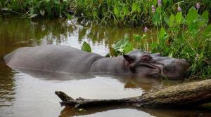 Capturan en un poblado mexicano a Tyson, un hipopótamo vagabundo (Fotos)
