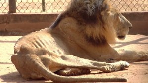 Inician trámites para trasladar animales del Zoológico del Zulia a Europa