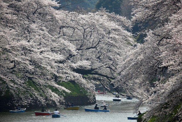 Visitors ride a boat in the Chidorigafuchi moat, as they enjoy fully bloomed cherry blossoms, during spring season in Tokyo, Japan March 26, 2018. REUTERS/Issei Kato