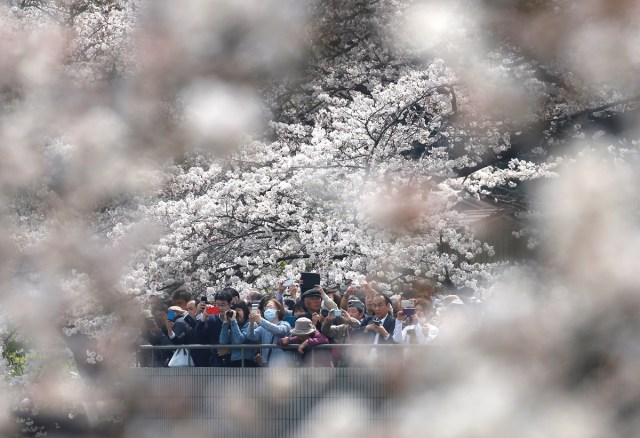 Visitors take pictures of cherry blossoms in full bloom along the Chidorigafuchi moat in Tokyo, Japan March 26, 2018. REUTERS/Issei Kato