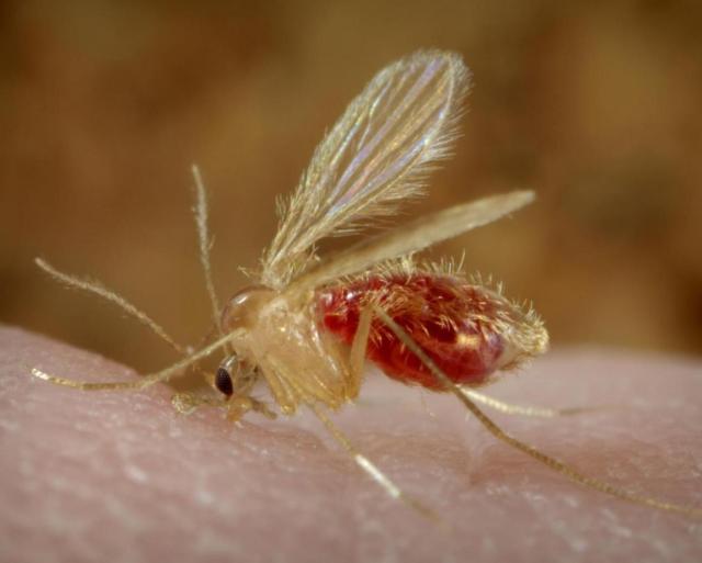 leishmaniasis mosquito