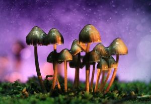 Estudio sugiere que comer hongos “mágicos” podría ser benéfico para los políticos