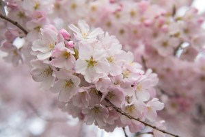 Espectaculares imágenes de los cerezos en flor en Washington DC