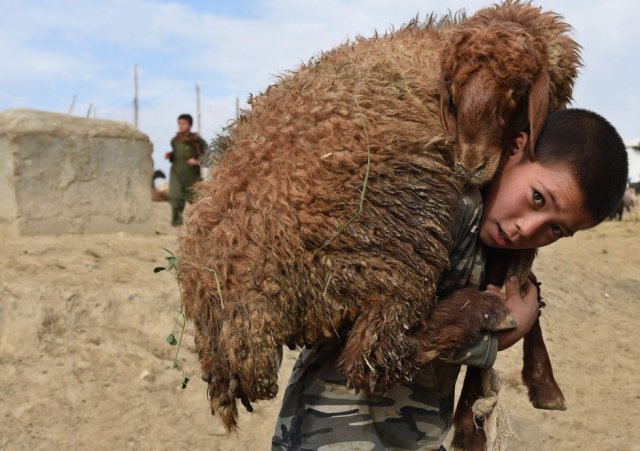 Un niño transporta una oveja sobre sus hombros en un mercado de ganado en Kabul (Afganistán), el 22 de septiembre de 2015. SHAH MARAI AFP