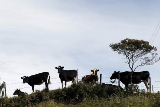 Imagen de archivo de ganado bovino en una colina cerca del pueblo de Santa Rosa de Osos en Colombia. 11 de agosto, 2015. REUTERS/Fredy Builes