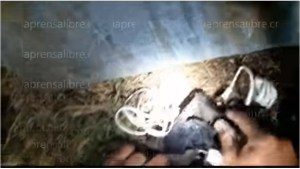 Atrapan gatos entrenados para llevar celulares a presos en Costa Rica (video)