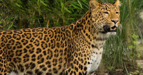 Un leopardo mata a un niño de tres años en India