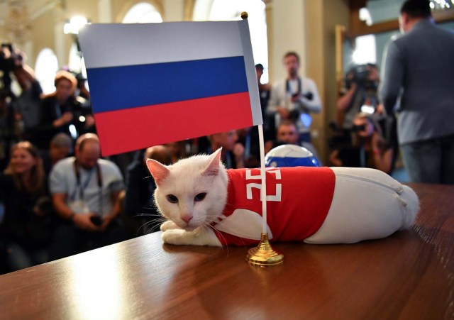 El gato Aquiles, uno de los cazadores de ratones del Museo Estatal del Hermitage, descansa sobre una mesa mientras intenta predecir el resultado del partido inaugural de la Copa Mundial de la FIFA 2018 entre Rusia y Arabia Saudita durante un evento en San Petersburgo, Rusia 13 de junio de 2018 . REUTERS / Dylan Martinez