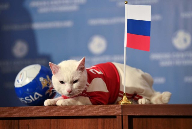 El gato Aquiles, uno de los cazadores de ratones del Museo Estatal del Hermitage, descansa sobre una mesa mientras intenta predecir el resultado del partido inaugural de la Copa Mundial de la FIFA 2018 entre Rusia y Arabia Saudita durante un evento en San Petersburgo, Rusia 13 de junio de 2018 . REUTERS / Dylan Martinez