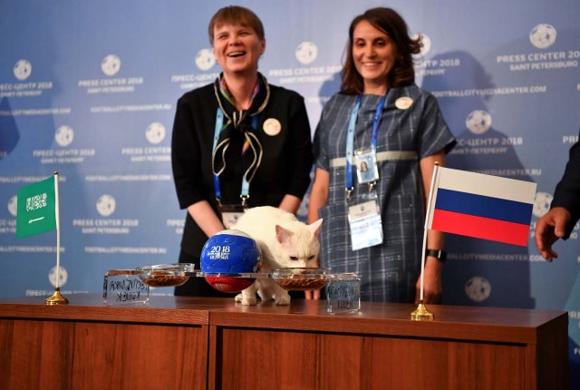 El gato Aquiles, uno de los cazadores de ratones del Museo Estatal del Hermitage, intenta predecir el resultado del partido de apertura de la Copa Mundial de la FIFA 2018 entre Rusia y Arabia Saudita durante un evento en San Petersburgo, Rusia el 13 de junio de 2018. REUTERS / Dylan Martinez