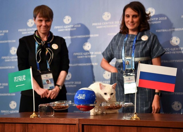 El gato Aquiles, uno de los cazadores de ratones del Museo Estatal del Hermitage, intenta predecir el resultado del partido de apertura de la Copa Mundial de la FIFA 2018 entre Rusia y Arabia Saudita durante un evento en San Petersburgo, Rusia el 13 de junio de 2018. REUTERS / Dylan Martinez