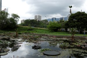 #EscombrosDeMaduro: El Jardín Botánico, patrimonio cultural de la humanidad, muere de sed y abandono (FOTOS)