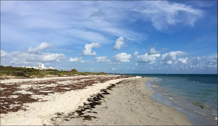 Playa de Florida cerró temporalmente tras dos ataques de tiburones