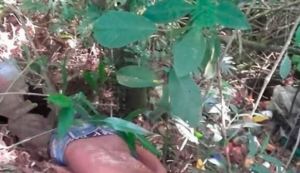 Asesinan a punta de piedras a joven venezolano en zona rural de Colombia