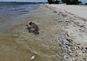 Ni un solo bañista en las playas de Florida afectadas por la marea roja