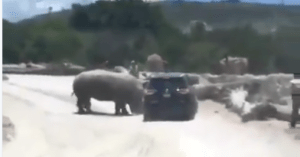 Rinoceronte embiste a vehículo en parque recreativo en México (Video)