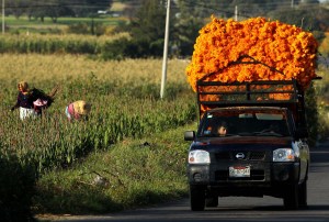 La flor que inunda México para el Día de Muertos (fotos)